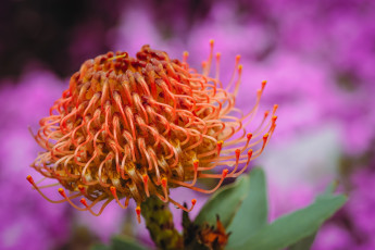 Картинка леукоспермум+сердцелистный цветы леукоспермум сердцелистный