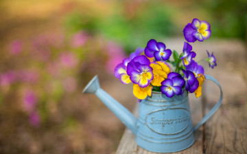 Картинка цветы анютины+глазки+ садовые+фиалки лейка анютины глазки буктик