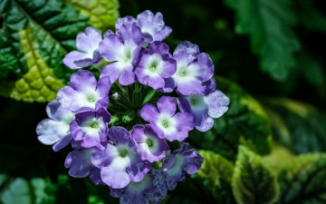 Картинка цветы лантана макро синяя