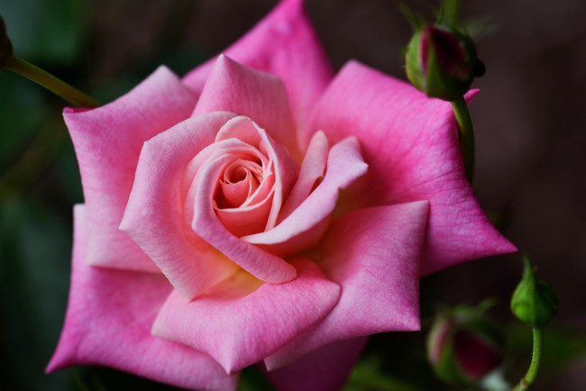 Обои картинки фото цветы, розы, розовая, роза, макро