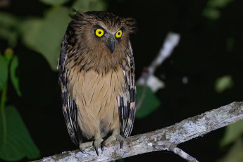 обоя животные, совы, птица