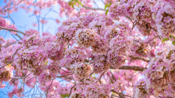 обоя цветы, цветущие деревья ,  кустарники