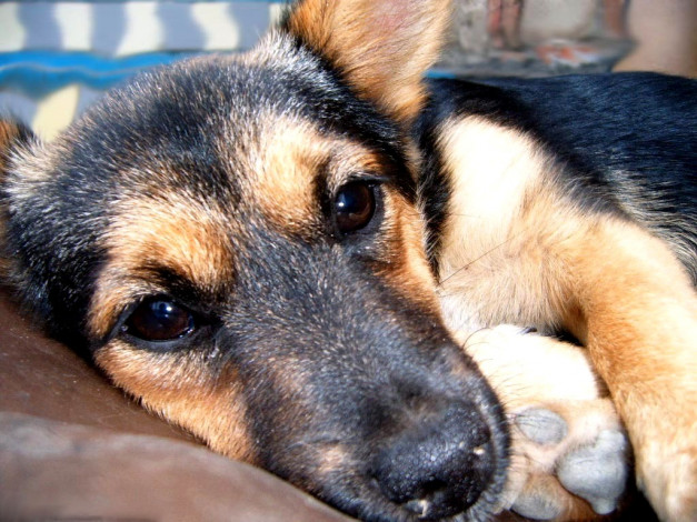 Обои картинки фото животные, собаки