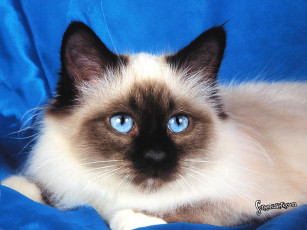 Картинка животные коты