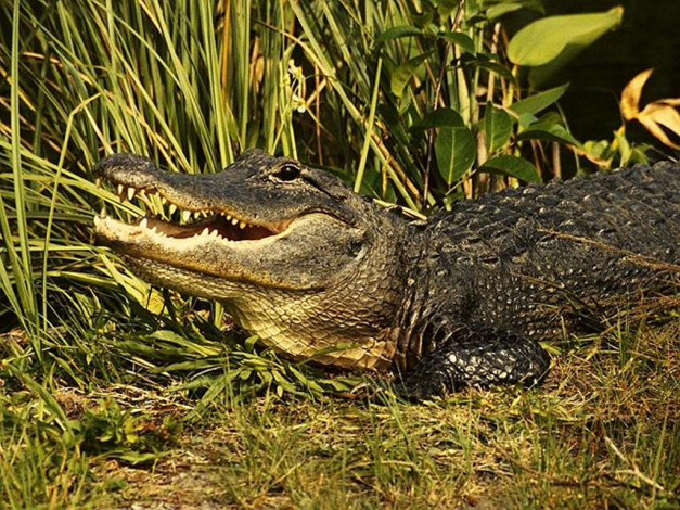 Обои картинки фото животные, крокодилы