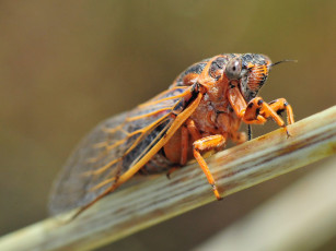 Картинка животные насекомые