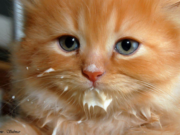 Обои картинки фото животные, коты