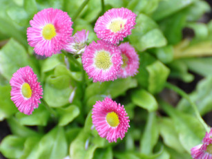 Картинка цветы маргаритки