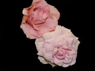 Картинка цветы розы