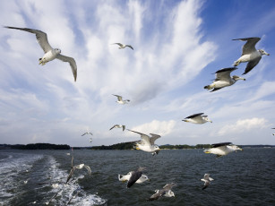 Картинка животные Чайки бакланы крачки