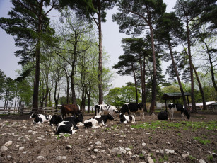 Картинка животные коровы буйволы