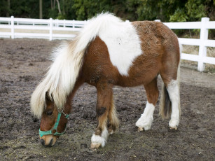 Картинка животные лошади