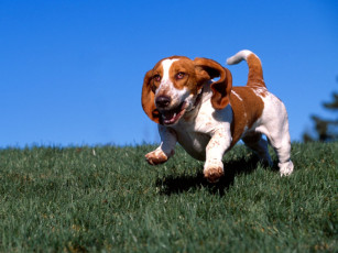 Картинка животные собаки