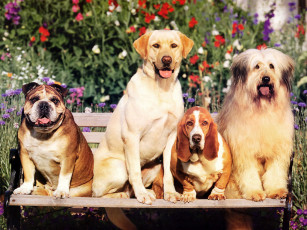 Картинка животные собаки