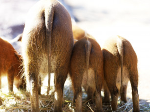Картинка животные свиньи кабаны