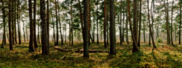 Картинка природа лес