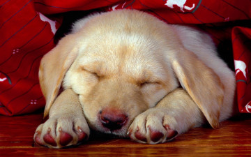 Картинка животные собаки