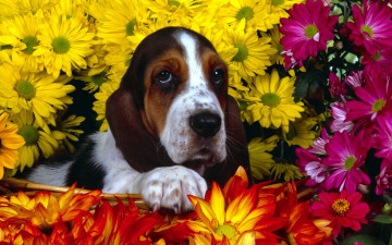 Картинка животные собаки