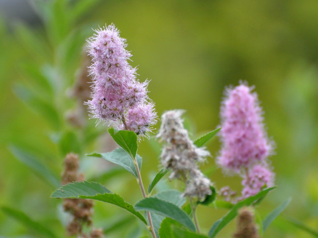 Обои картинки фото цветы, цветущие, деревья, кустарники