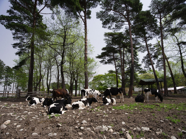 Обои картинки фото животные, коровы, буйволы