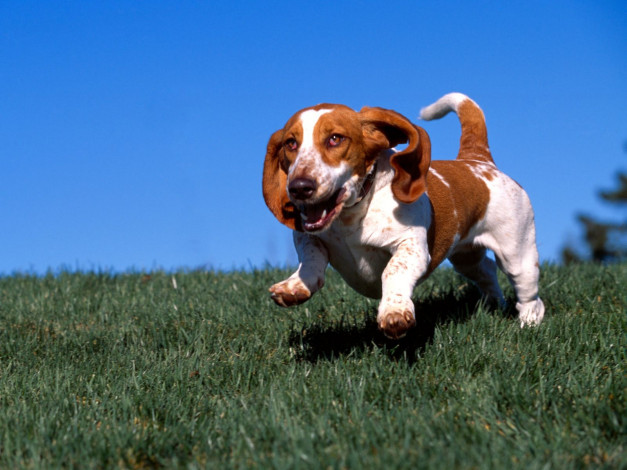 Обои картинки фото животные, собаки