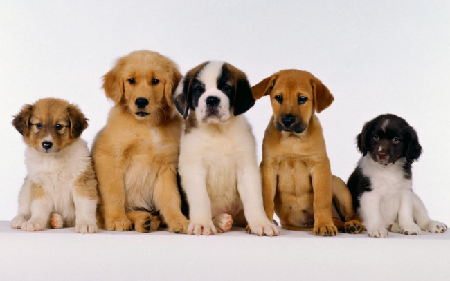 Обои картинки фото животные, собаки