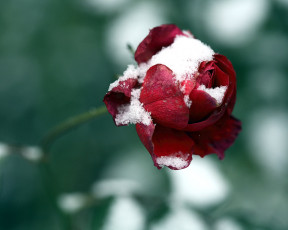 Картинка цветы розы