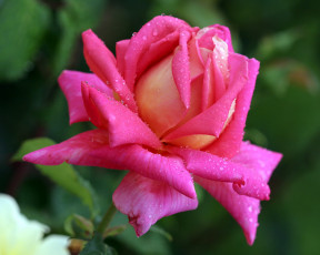 Картинка цветы розы