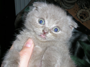 Картинка животные коты