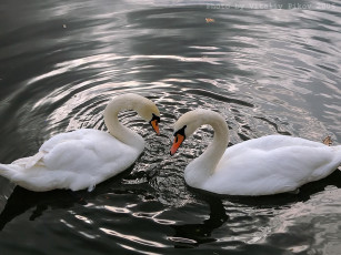 Картинка животные лебеди