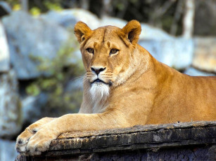 Картинка животные львы