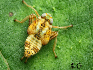 Картинка животные насекомые