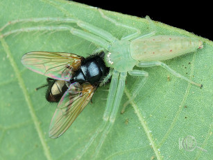 Картинка животные насекомые