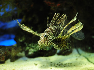 Картинка животные рыбы