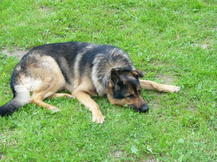 Картинка животные собаки