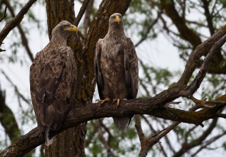Картинка автор сергей доля животные птицы хищники