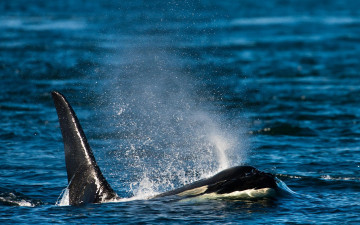 обоя автор, сергей, доля, животные, косатки