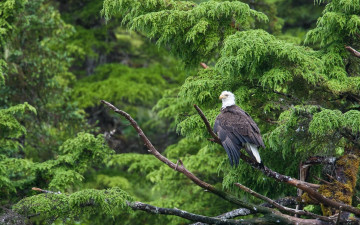 Картинка автор сергей доля животные птицы хищники