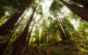 Картинка природа лес