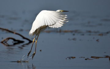 Картинка животные цапли