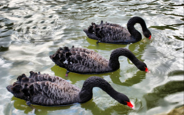 Картинка животные лебеди