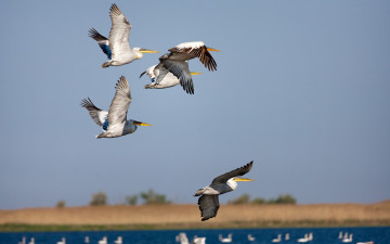 Картинка животные пеликаны