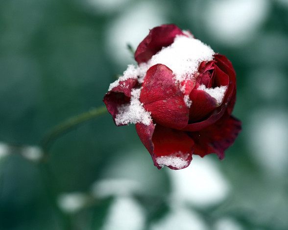 Обои картинки фото цветы, розы