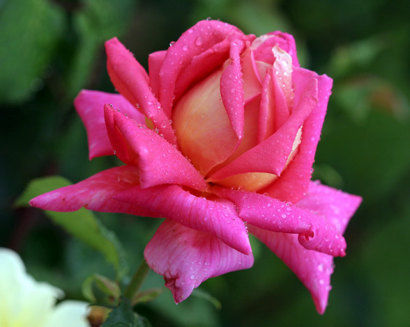 Обои картинки фото цветы, розы