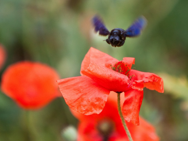 Обои картинки фото автор, сергей, доля, цветы