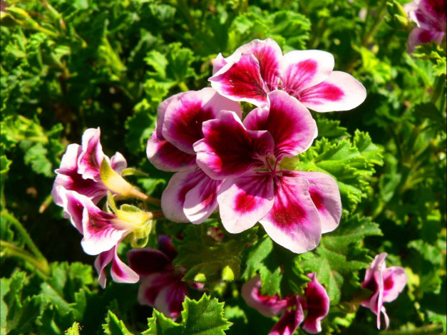 Обои картинки фото цветы, герань