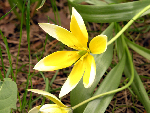 Обои картинки фото цветы, тюльпаны