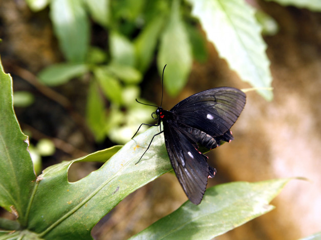 Обои картинки фото животные, бабочки