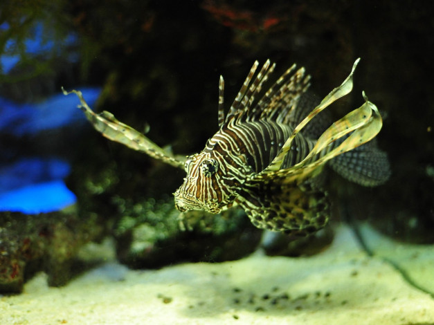 Обои картинки фото животные, рыбы