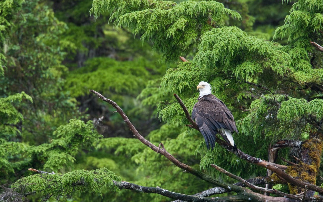 Обои картинки фото автор, сергей, доля, животные, птицы, хищники